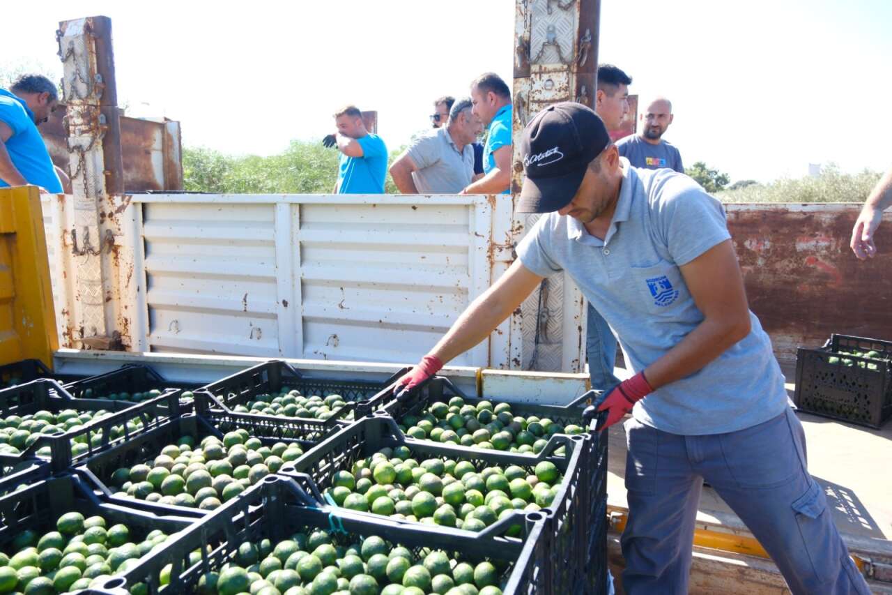 Bodrum’un Coğrafi İşaretli Mandalini Türkiye Genelinde Tüketiciyle Buluşuyor 1
